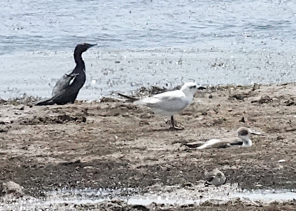 Pagaza Piconegra - ML646375106