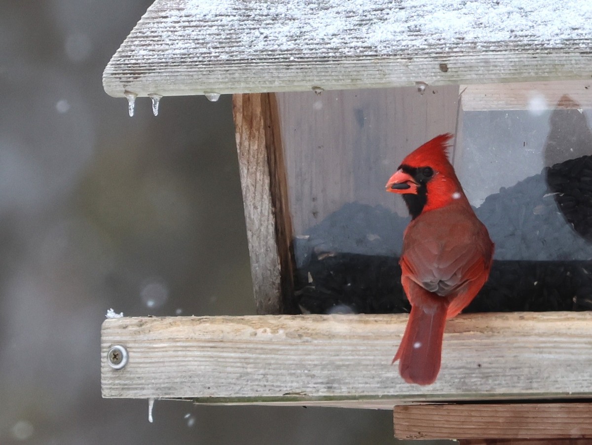 Northern Cardinal - ML646375107