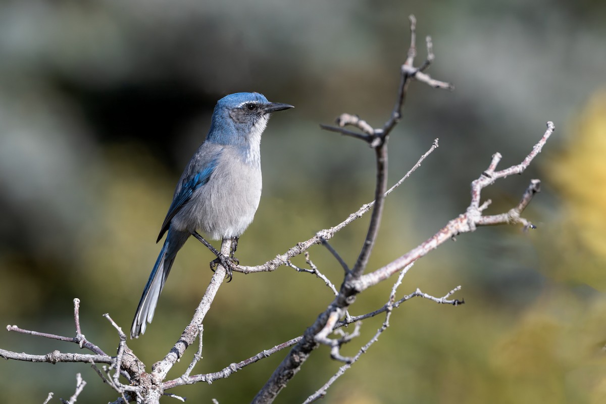 Woodhouse's Scrub-Jay - ML646375108