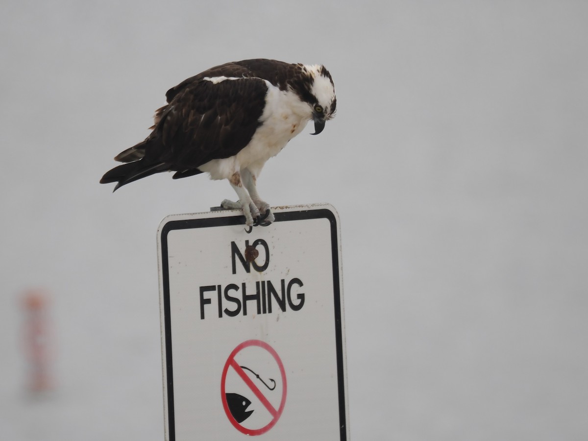 Osprey - ML646375111