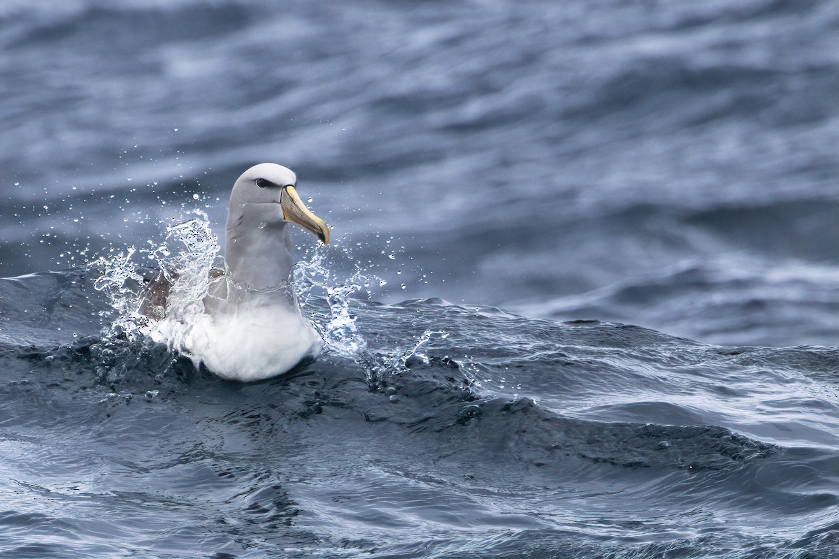 Salvin's Albatross - ML646375113