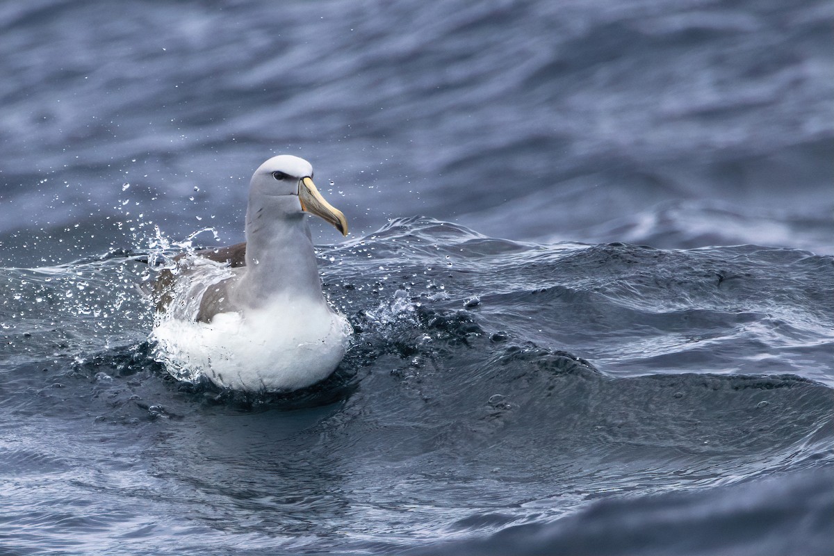 Salvin's Albatross - ML646375116