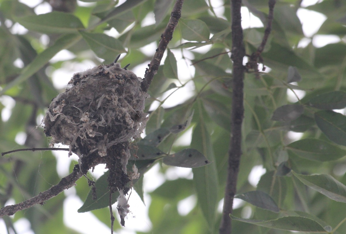 Oasis Hummingbird - ML646375117