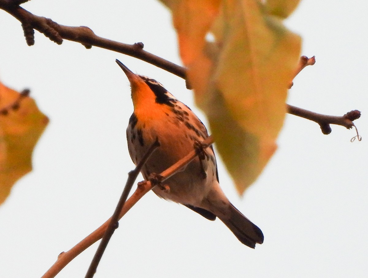 Goldkehl-Waldsänger - ML646375118