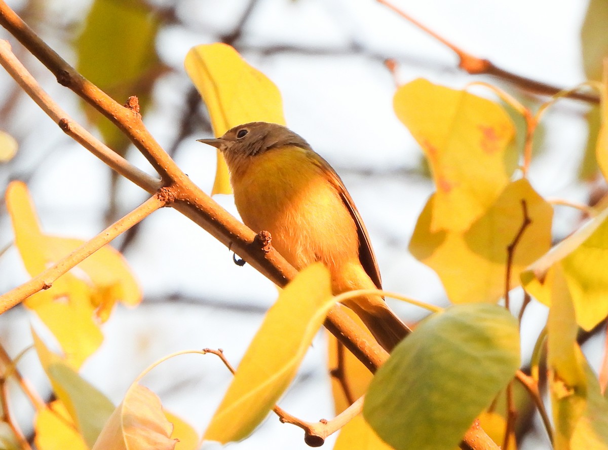 Nashville Warbler - ML646375119