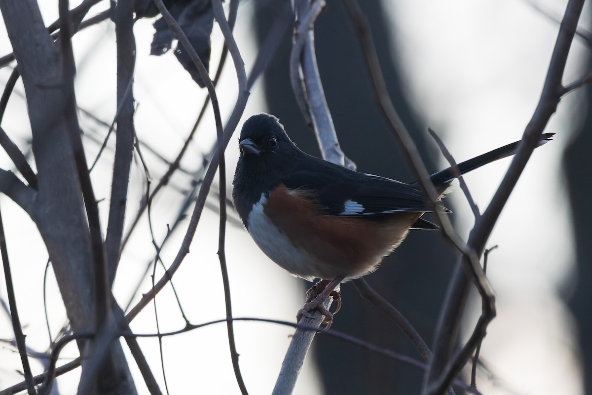 pipilo rudooký - ML646375120