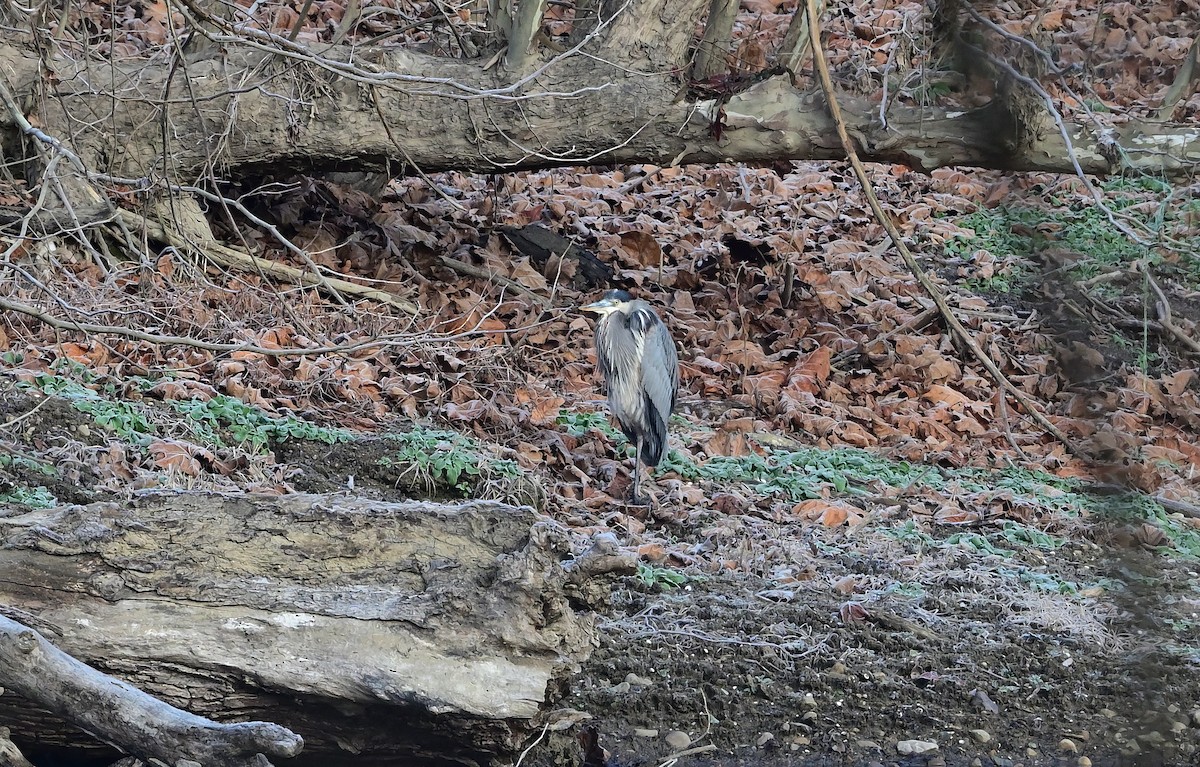 Great Blue Heron - ML646375121