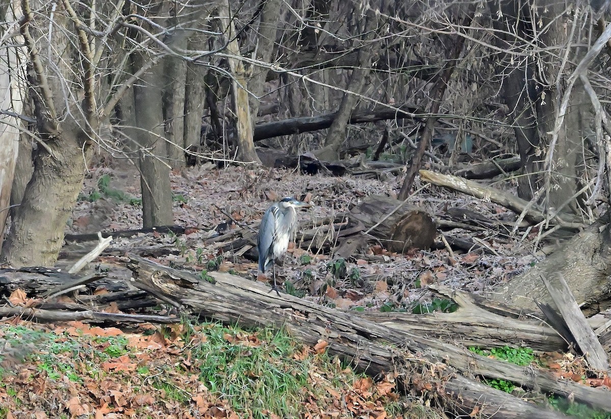 Great Blue Heron - ML646375122