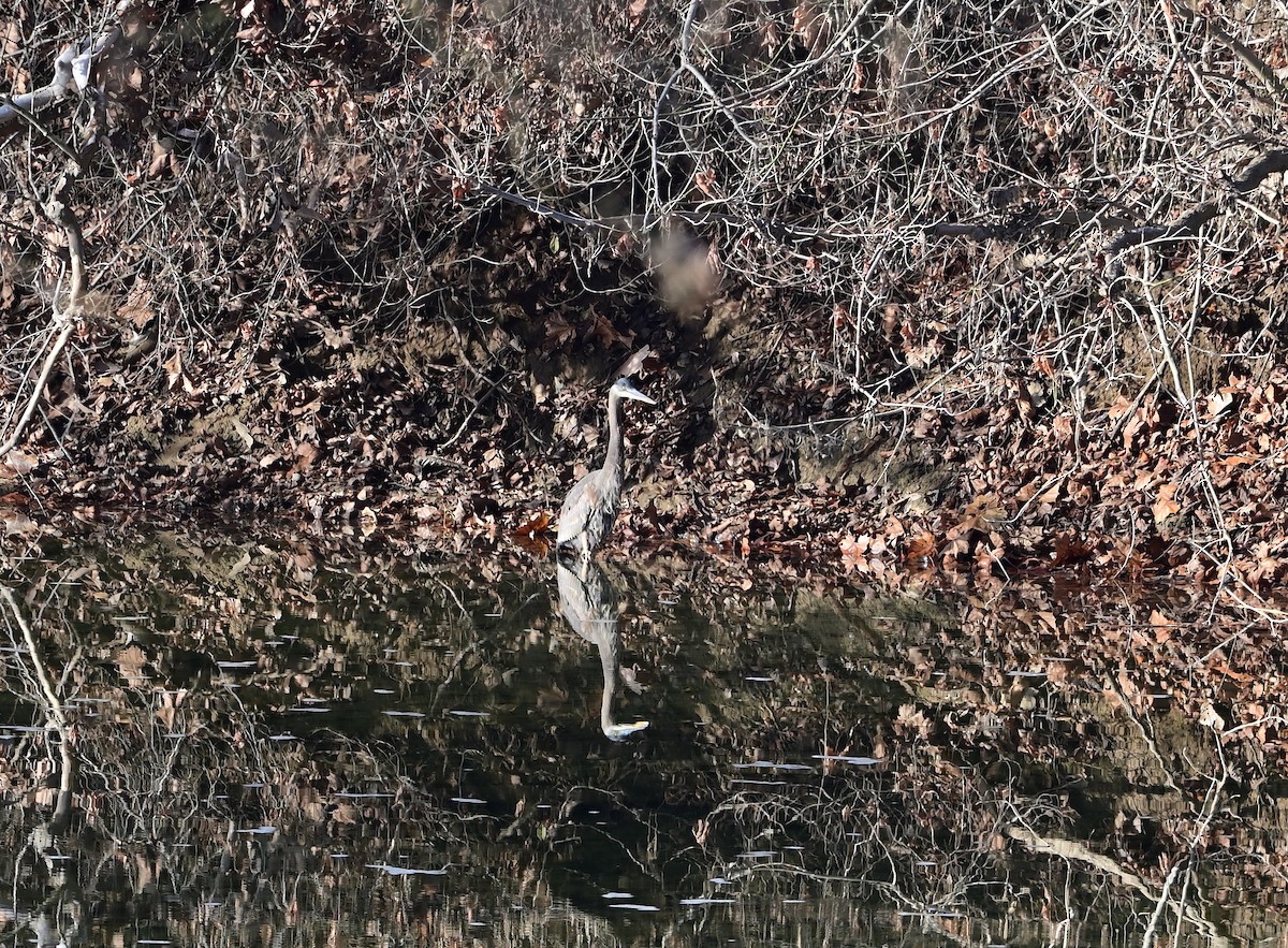 Great Blue Heron - ML646375123