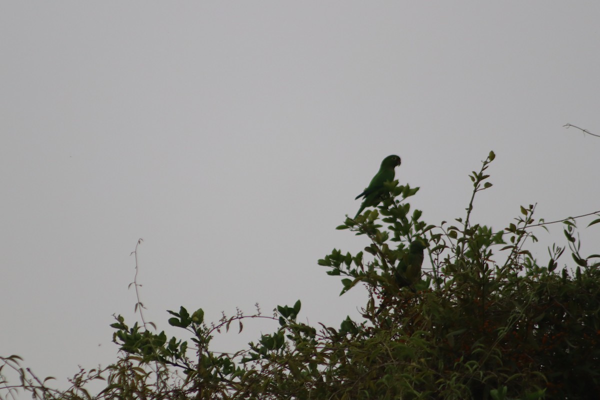 Olive-throated Parakeet - ML646375130