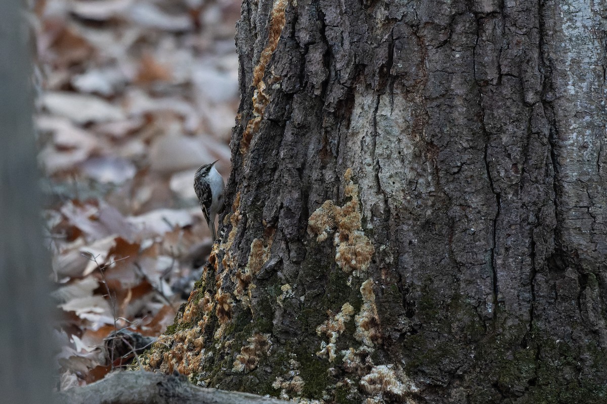 šoupálek americký - ML646375131