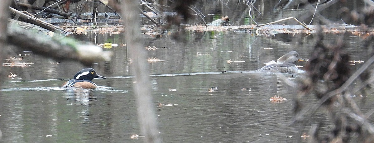 Hooded Merganser - ML646375132