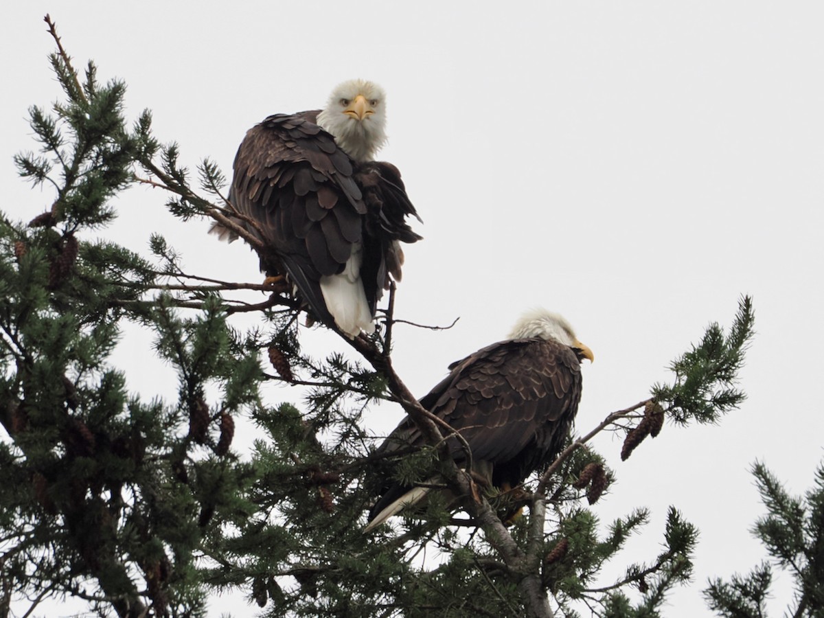 Pygargue à tête blanche - ML646375133