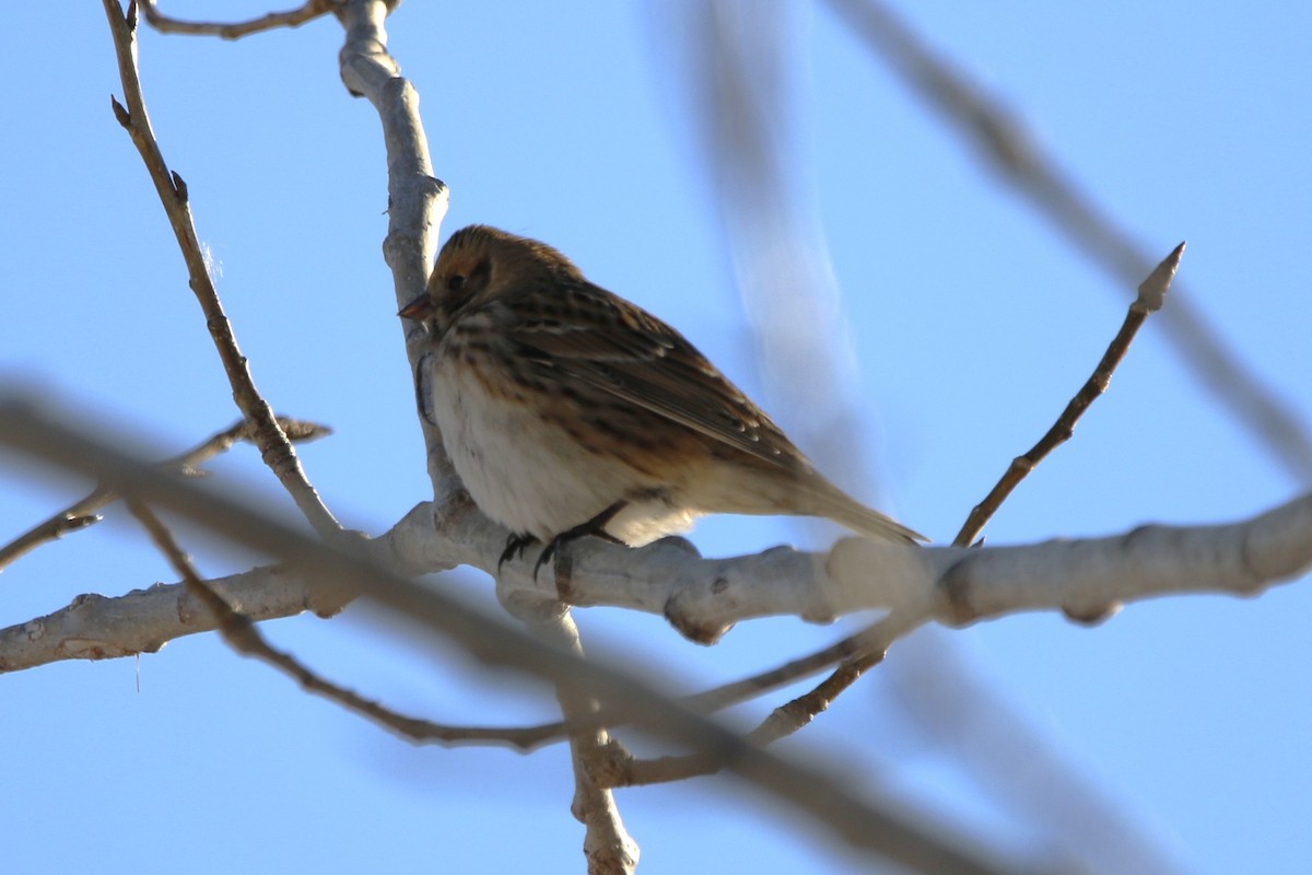 Lapland Longspur - ML646375135