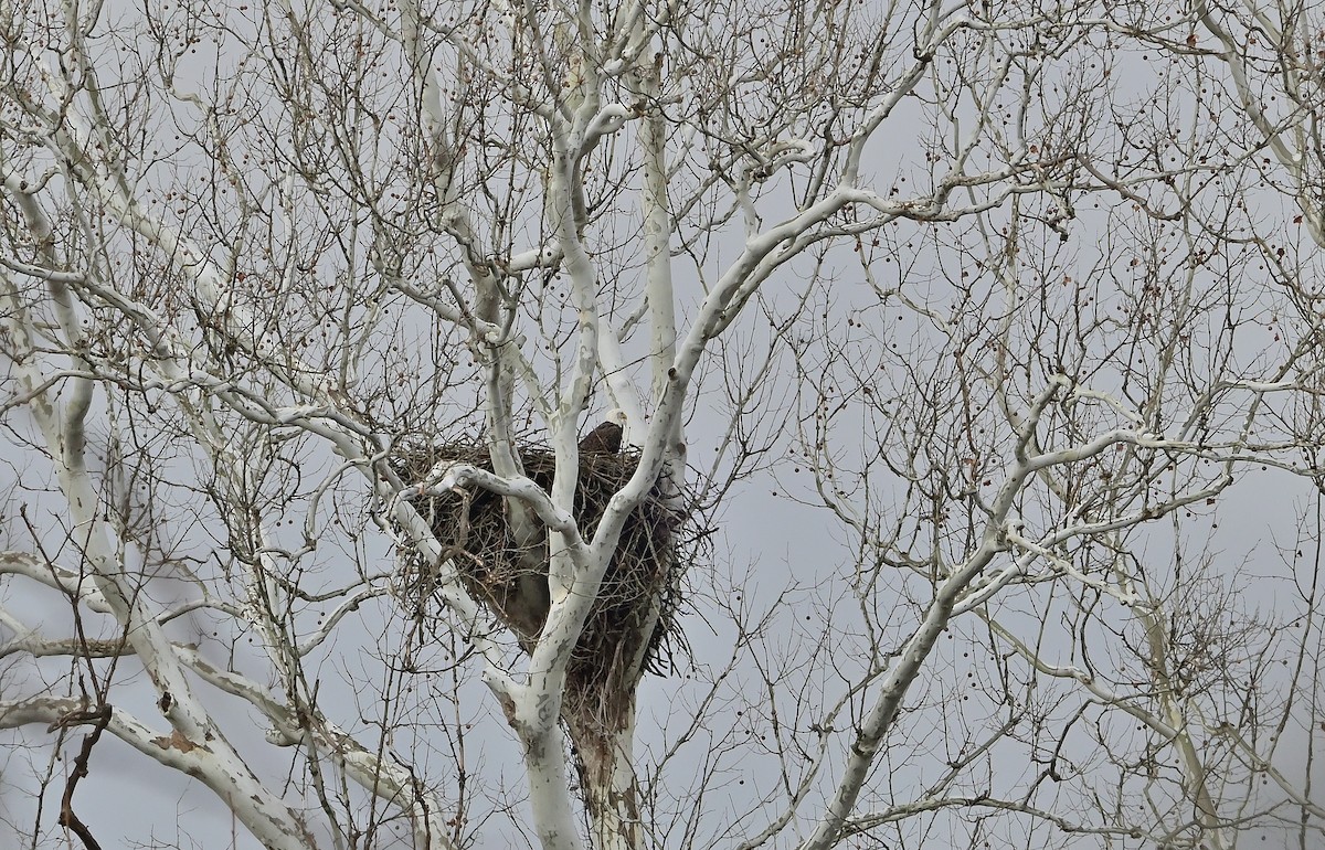Pygargue à tête blanche - ML646375137