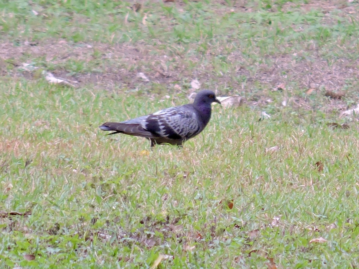 יונת בית - ML646375138