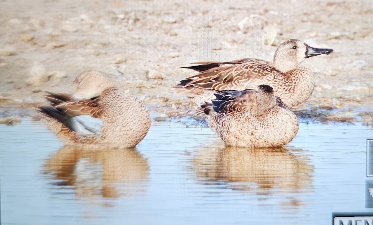 Mottled Duck - ML646375139