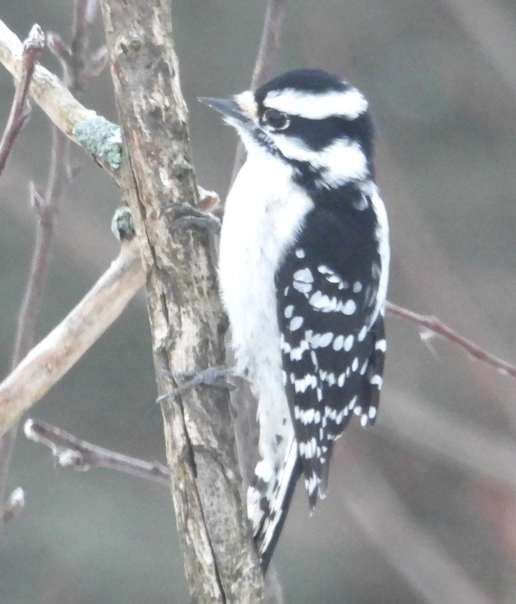 Downy Woodpecker - ML646375140