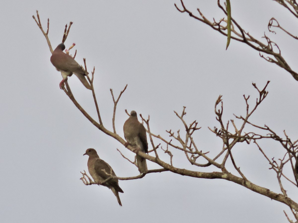 Paloma Colorada - ML646375141