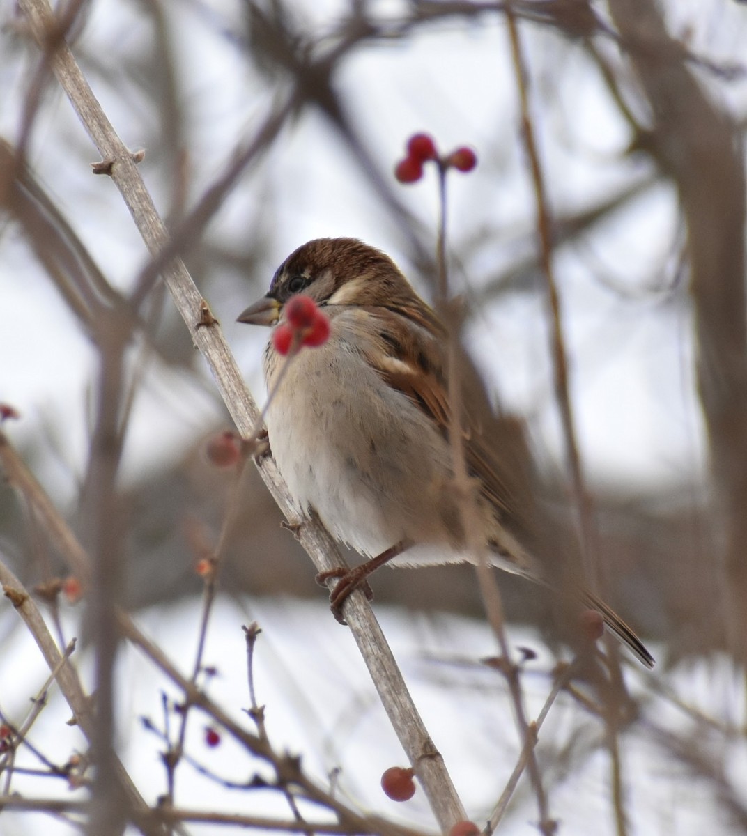 House Sparrow - ML646375142