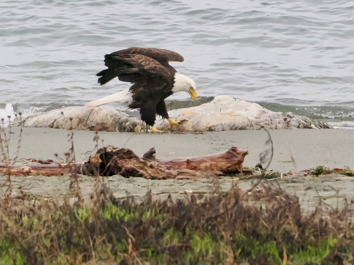 Pygargue à tête blanche - ML646375143