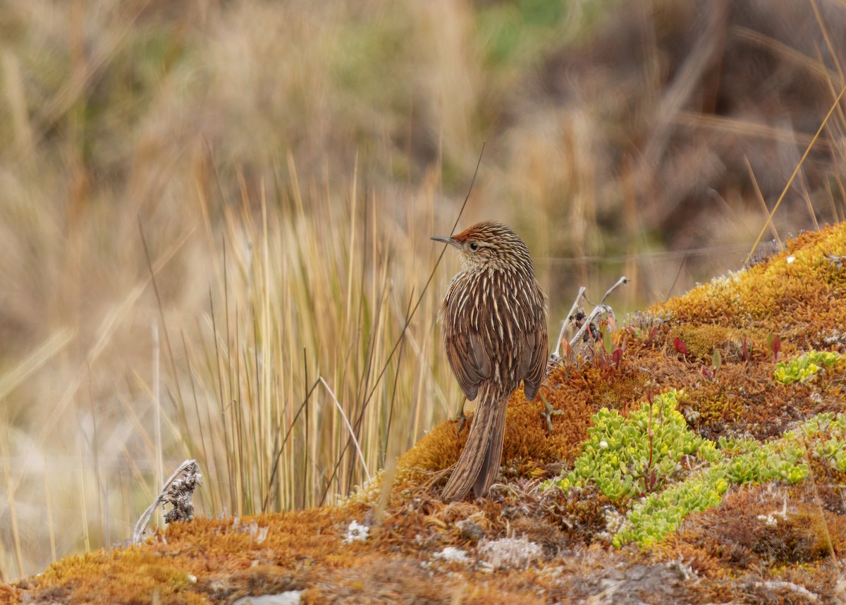 Scribble-tailed Canastero - ML646375145