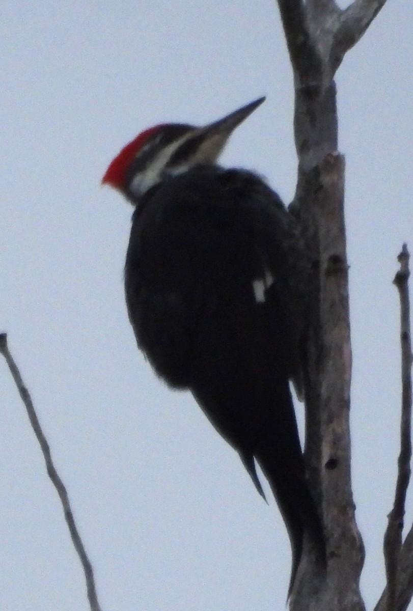 Pileated Woodpecker - ML646375146