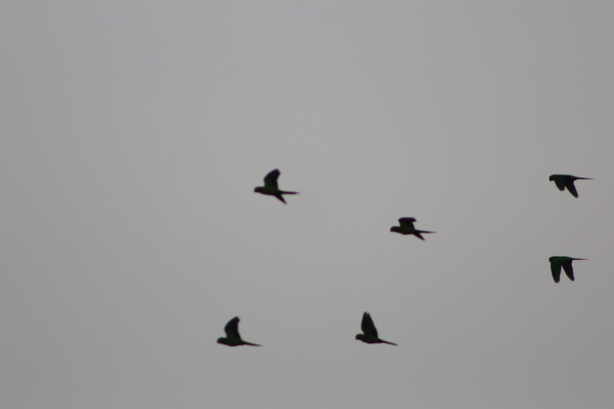 Olive-throated Parakeet - ML646375147