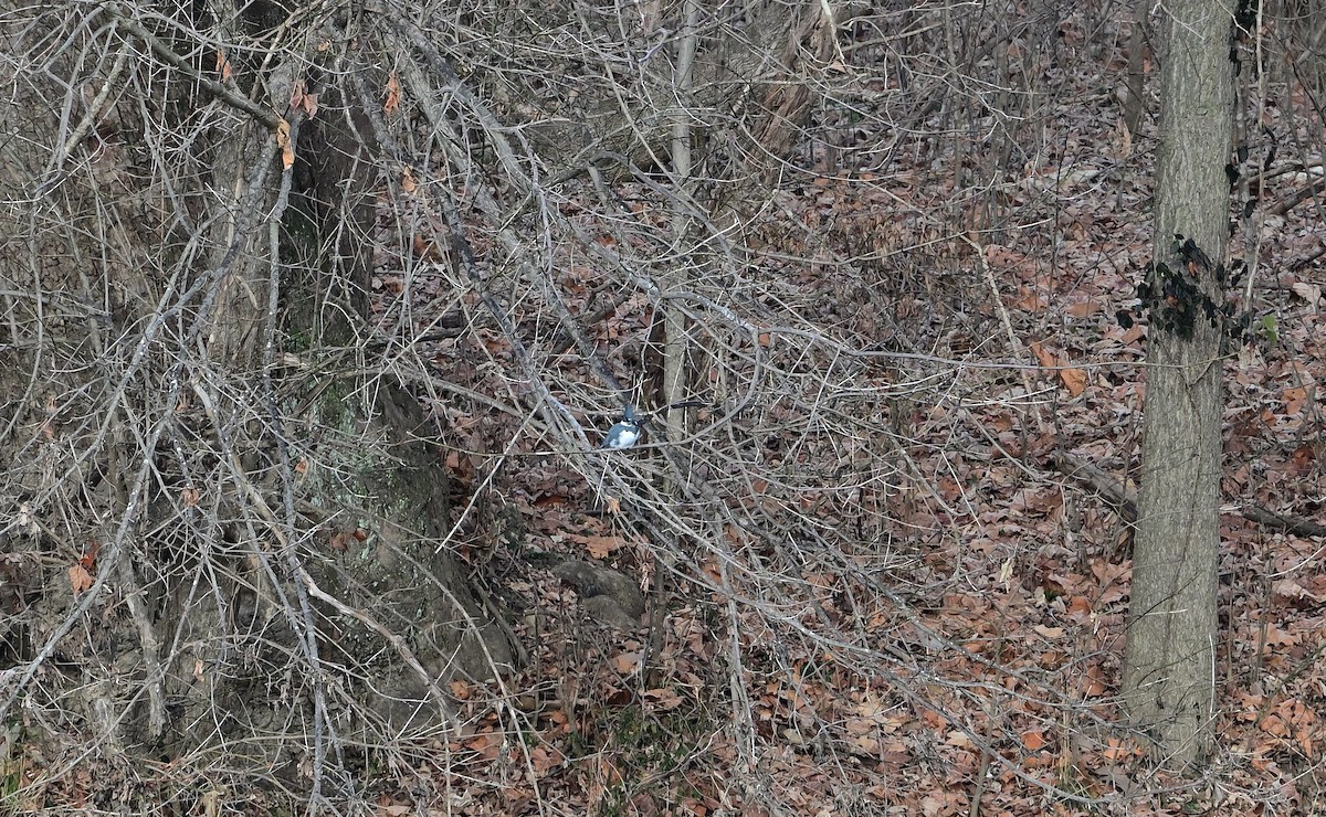 Belted Kingfisher - ML646375148