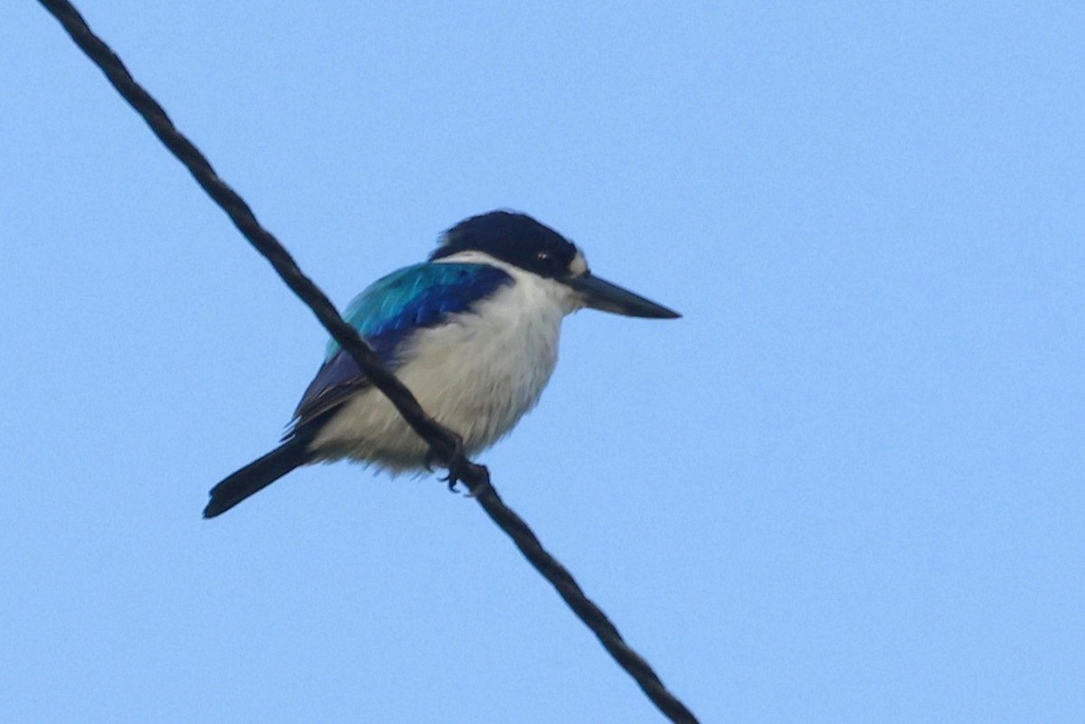 Forest Kingfisher - ML646375149