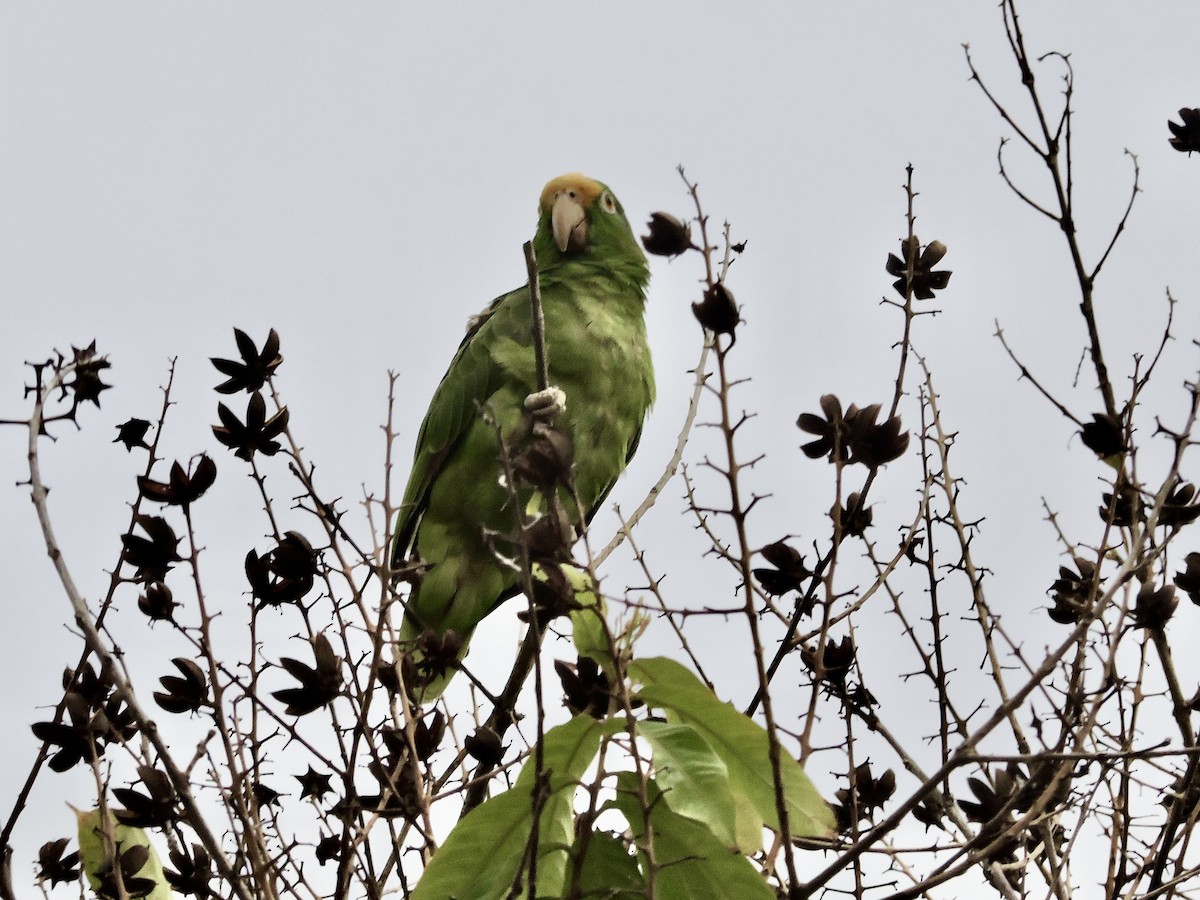 Yellow-crowned Amazon - ML646375150