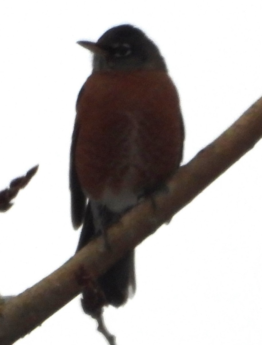 American Robin - ML646375151