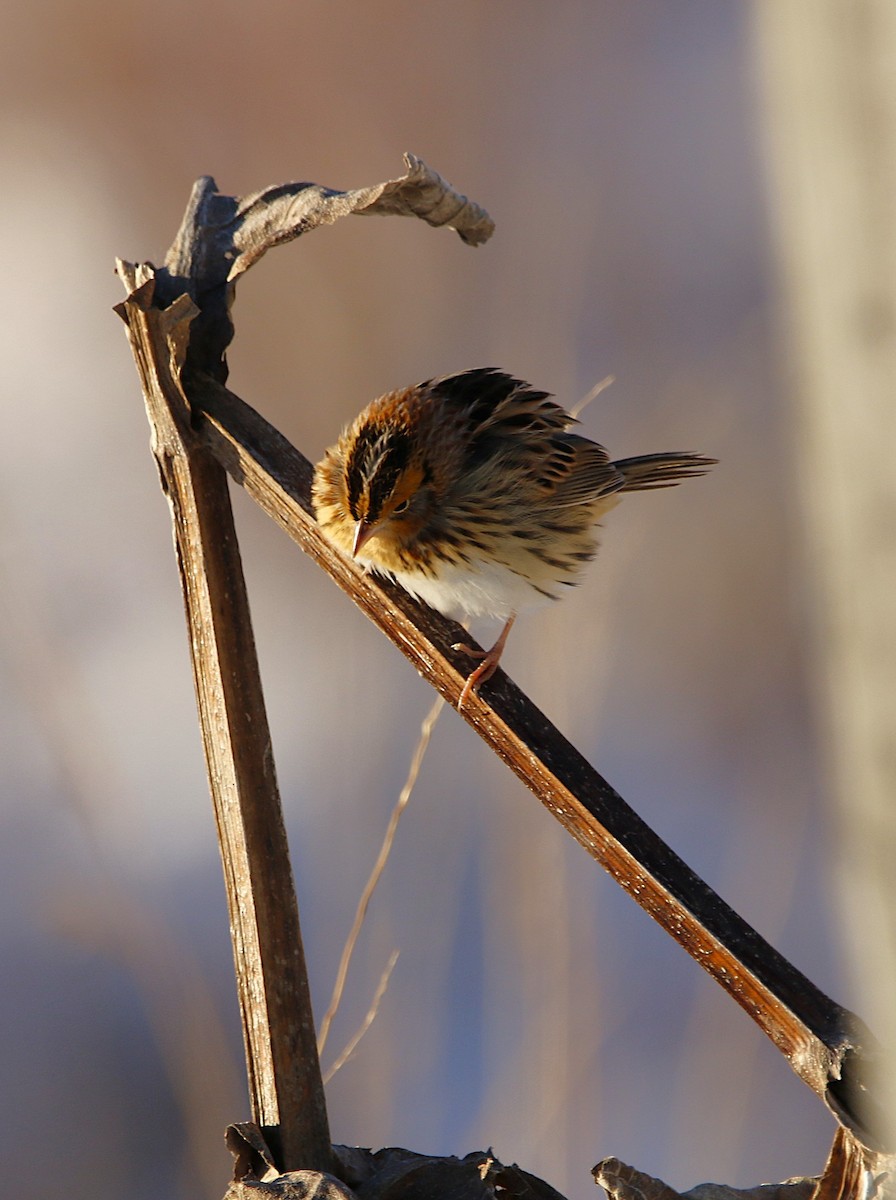 LeConte's Sparrow - ML646375152