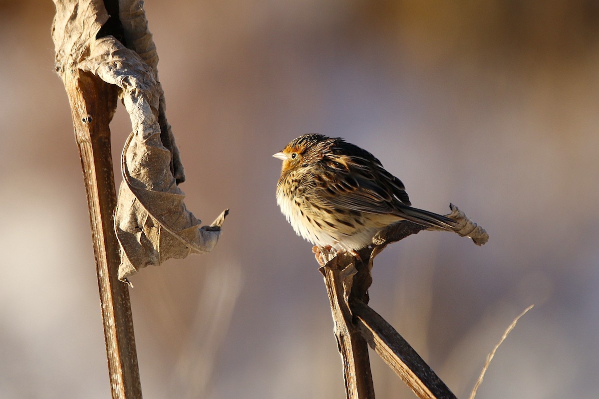 LeConte's Sparrow - ML646375153