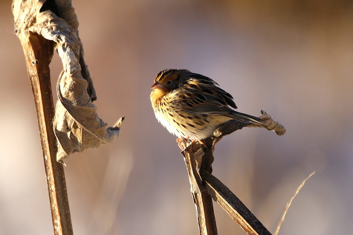 LeConte's Sparrow - ML646375154