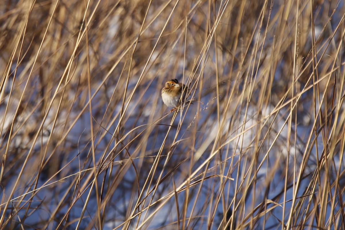 LeConte's Sparrow - ML646375155