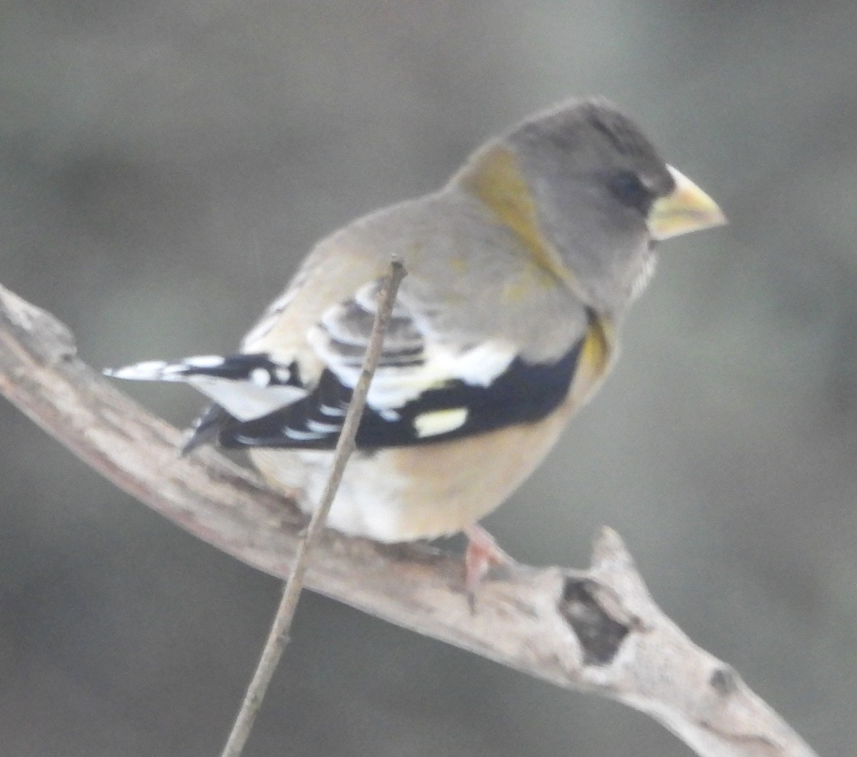 Evening Grosbeak - ML646375156