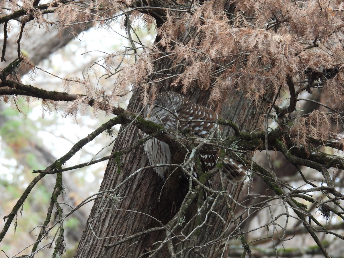 Barred Owl - ML646375157