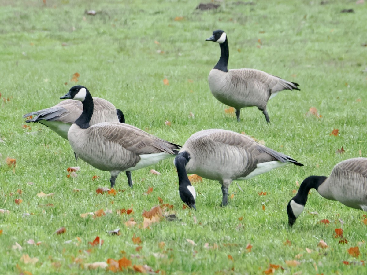 Canada Goose - ML646375159