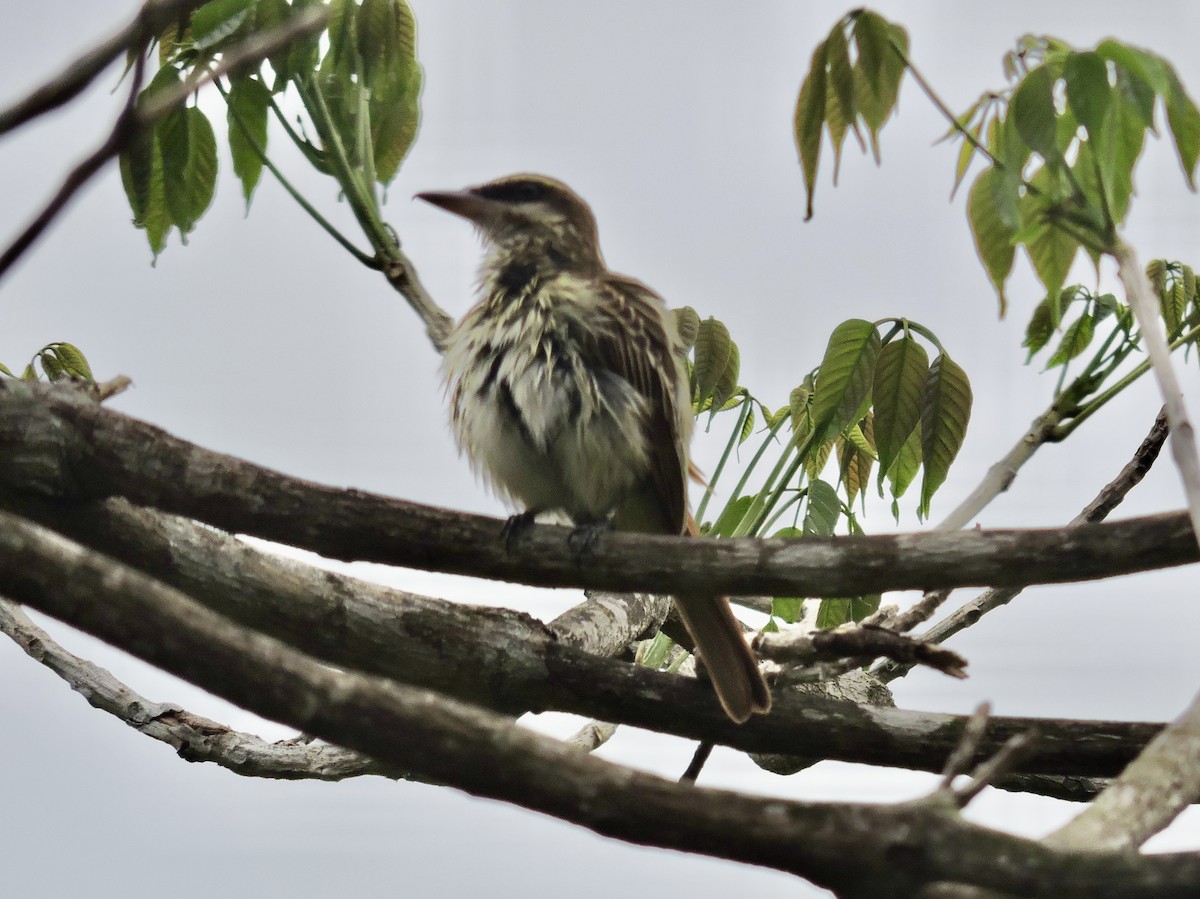 Streaked Flycatcher - ML646375160