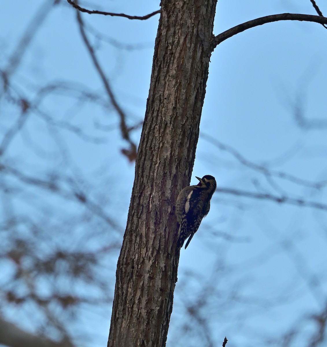 Yellow-bellied Sapsucker - ML646375161