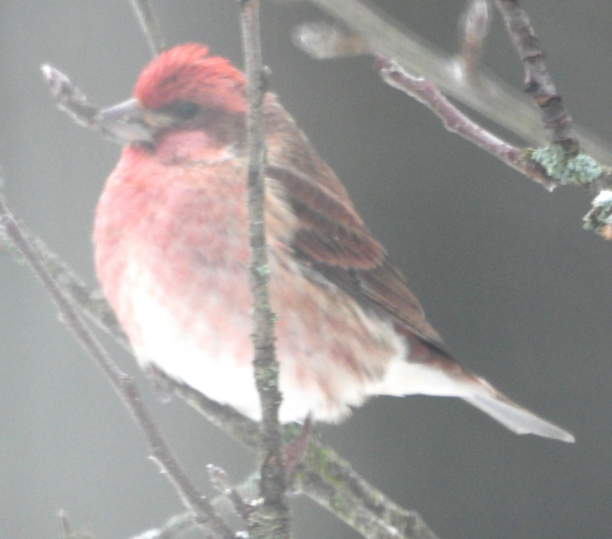 Purple Finch - ML646375162