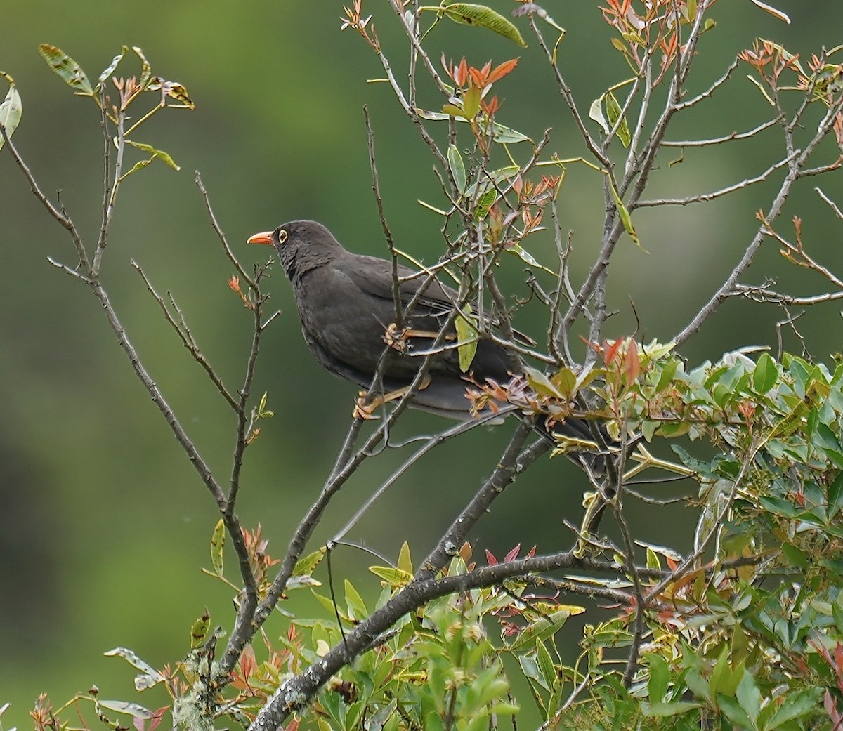 Chiguanco Thrush - ML646375163