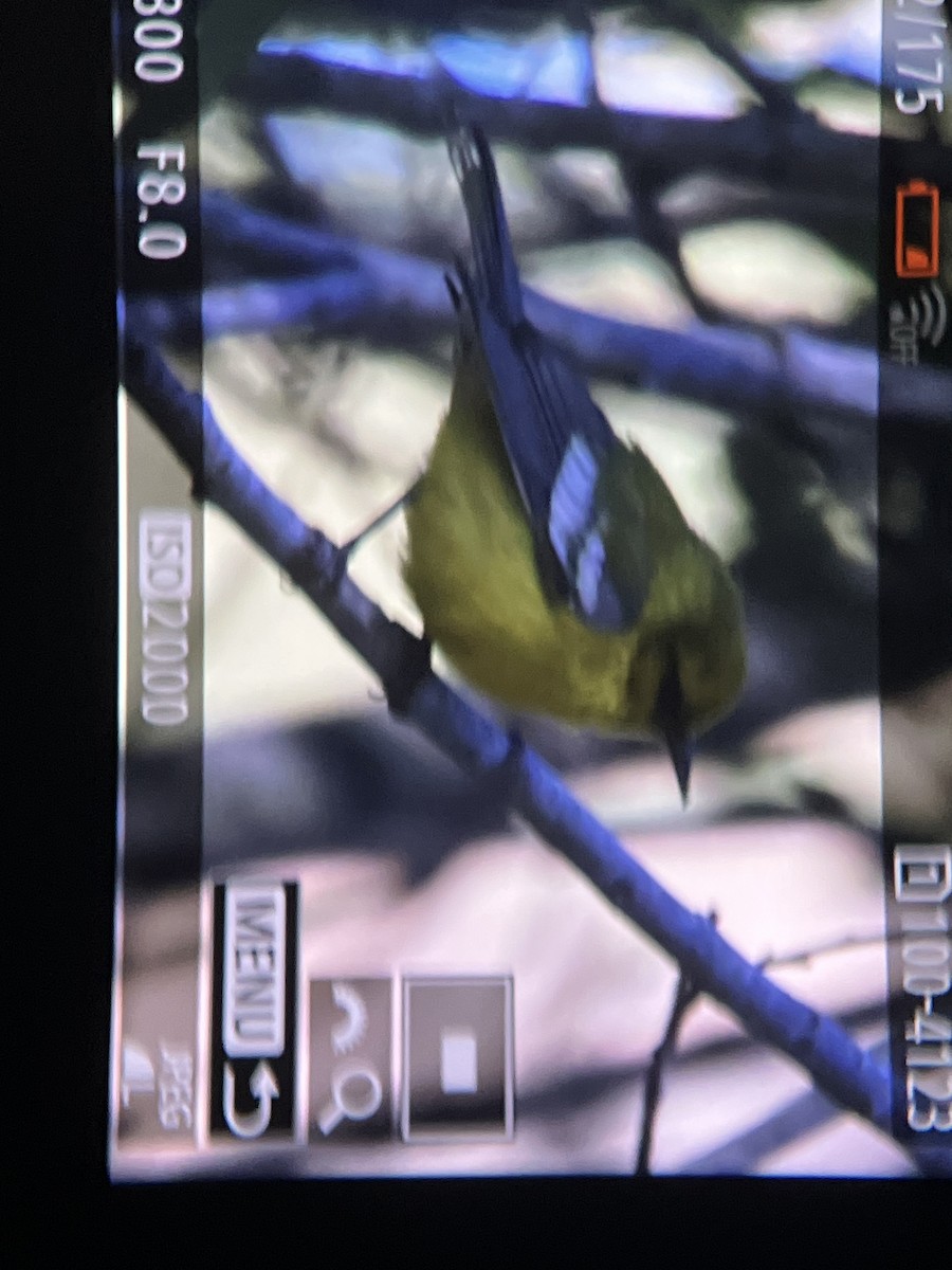 アオバネアメリカムシクイ - ML646375165