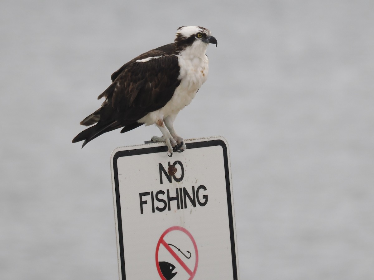 Osprey - ML646375166