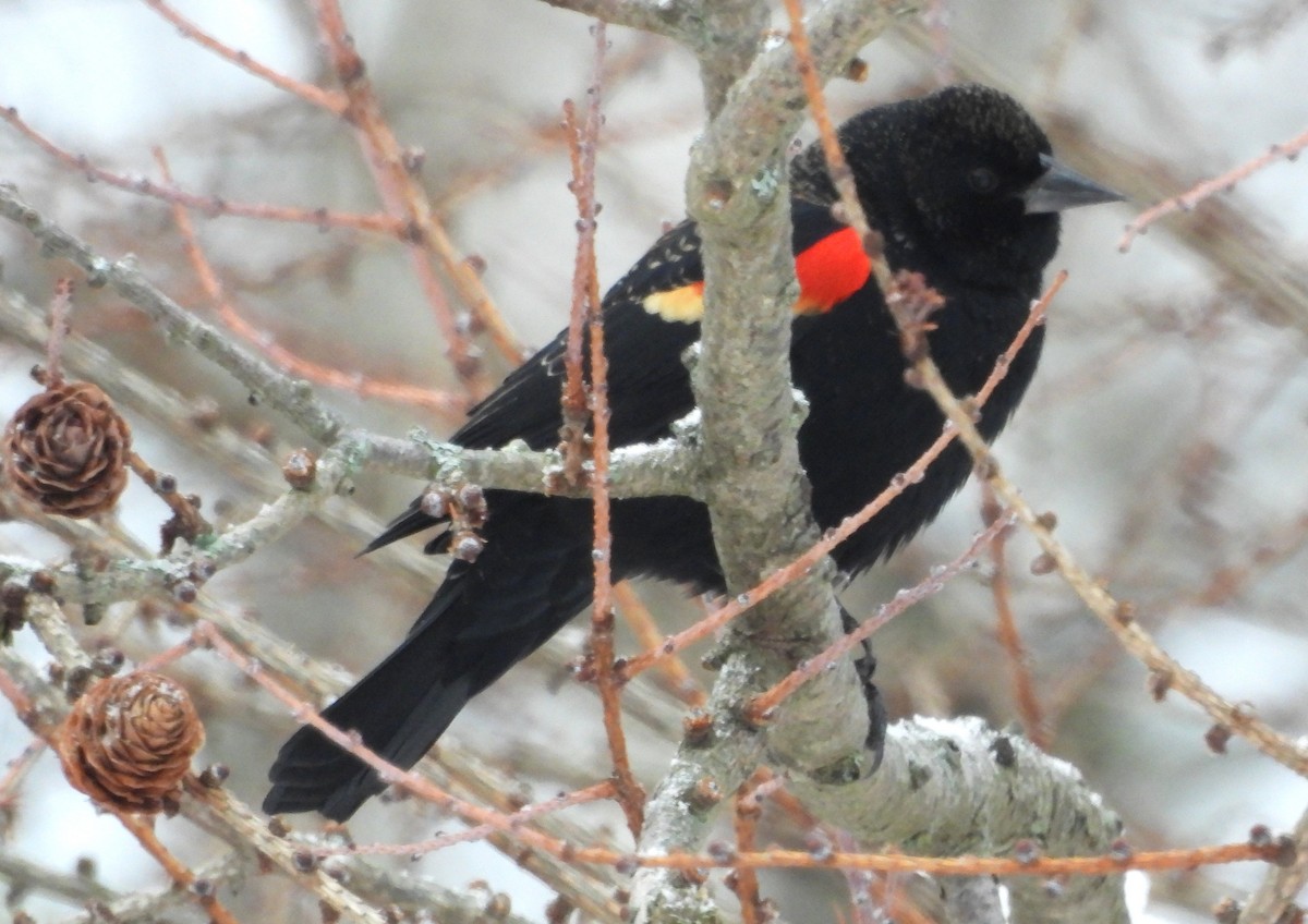 Red-winged Blackbird - ML646375167