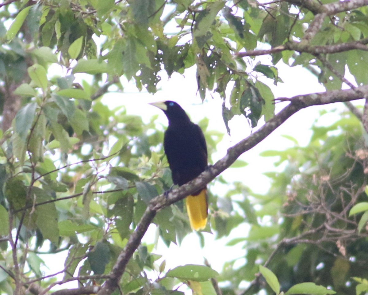 Crested Oropendola - ML646375168
