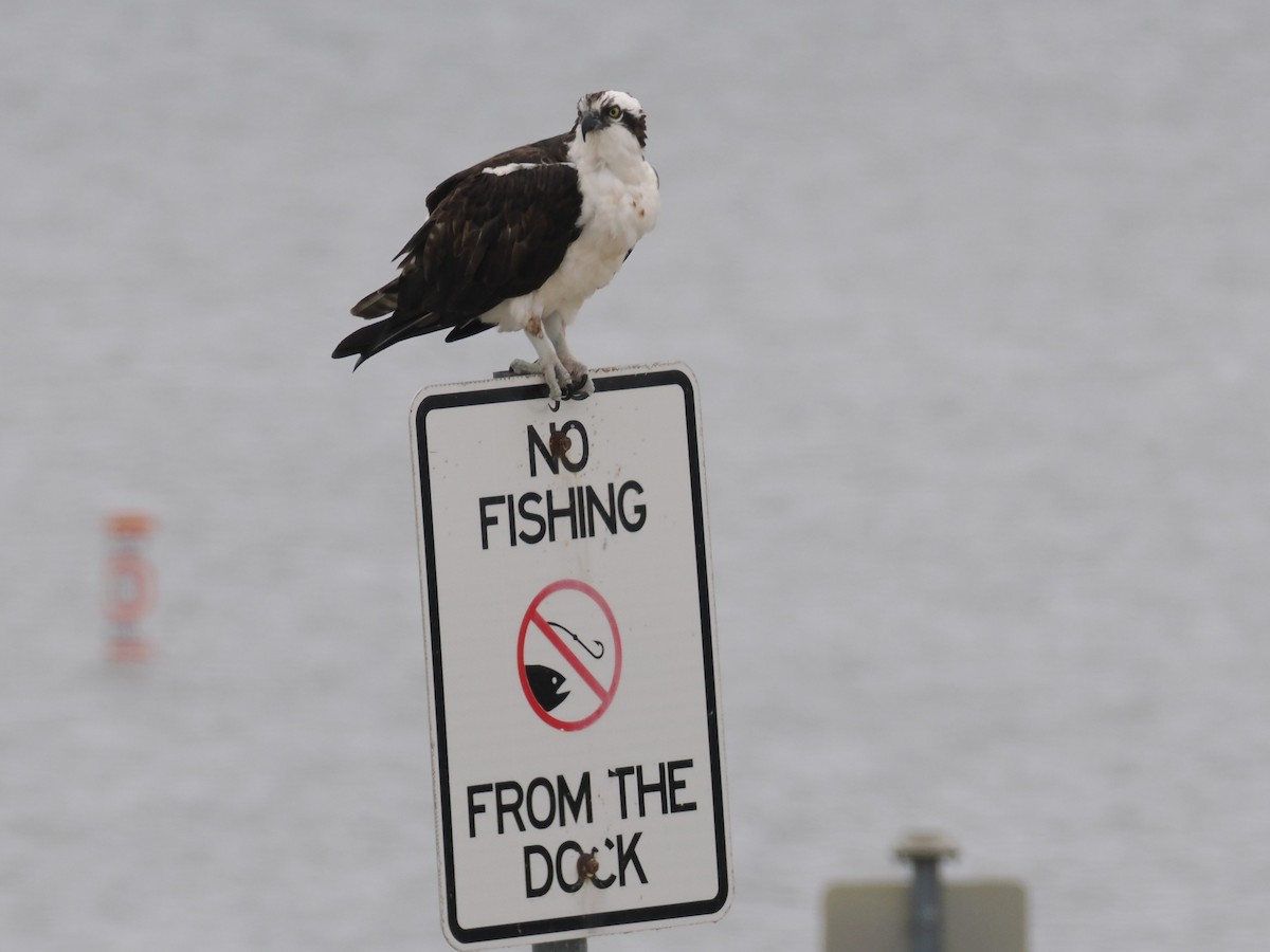 Osprey - ML646375169