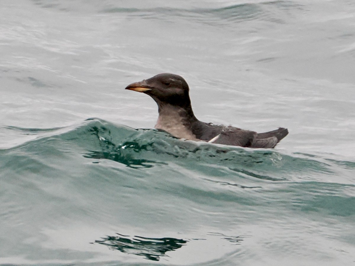 Rhinoceros Auklet - ML646375170