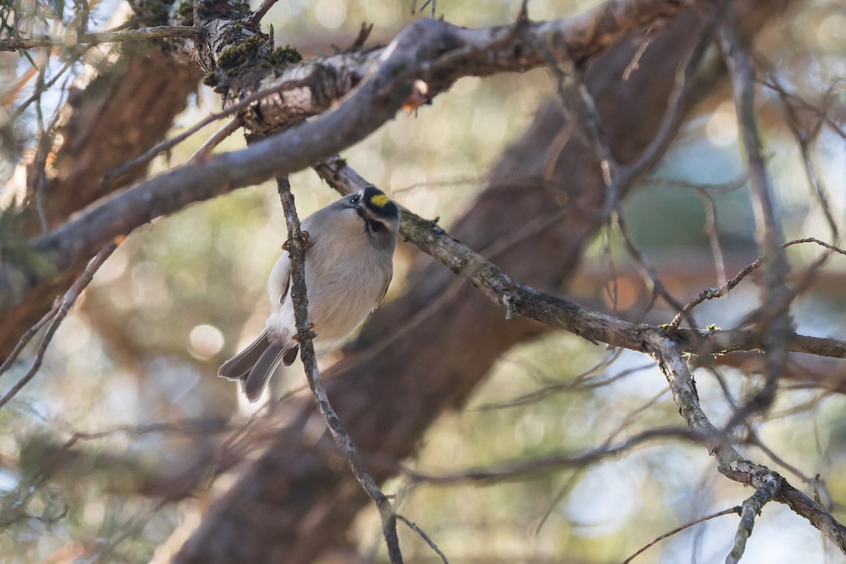 králíček zlatohlavý - ML646375171